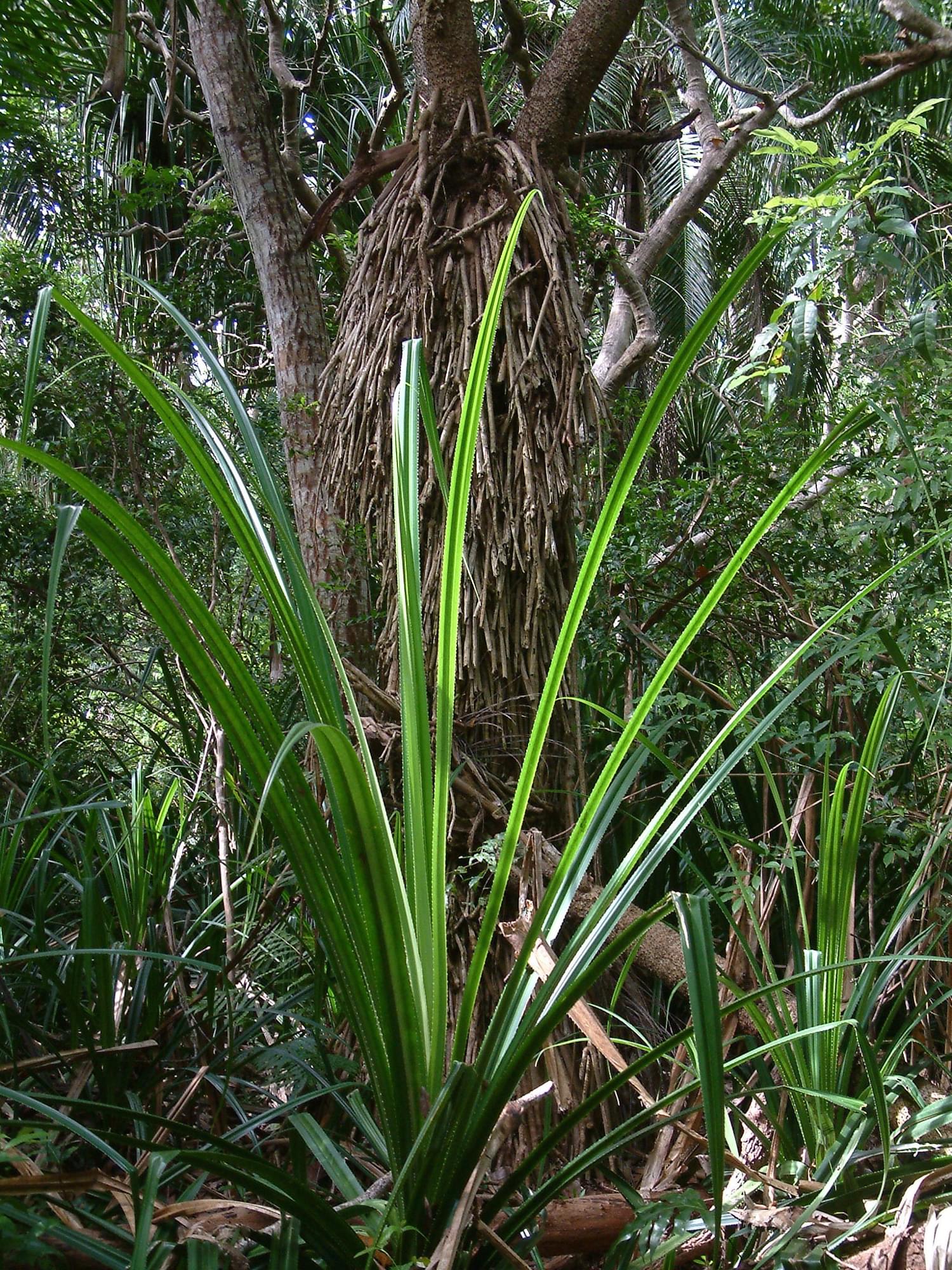 20040130   Zanzibar 339